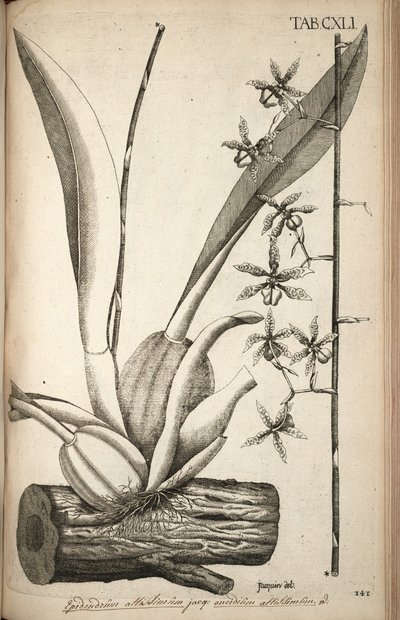 Illustration of Oncidium abruptum (as syn. Epidendrum altissimum Jacq) by Nikolaus Joseph von Jacquin